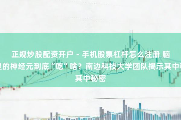 正规炒股配资开户 - 手机股票杠杆怎么注册 脑子里的神经元到底“吃”啥？南边科技大学团队揭示其中秘密